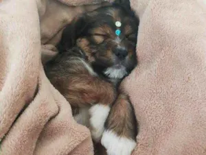 Cachorro raça Mistura de shitzu com raça ind idade Abaixo de 2 meses nome Nick 