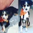Cachorro raça Srd idade 1 ano nome Timão