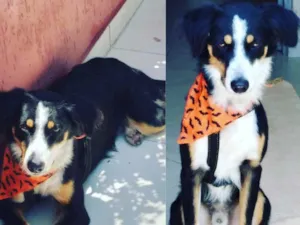 Cachorro raça Srd idade 1 ano nome Timão