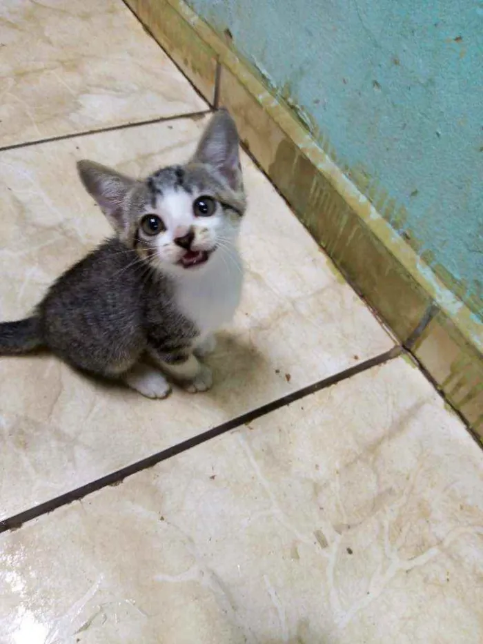Gato ra a Vira-lata idade 2 a 6 meses nome Apolo , Nhycal , Syl