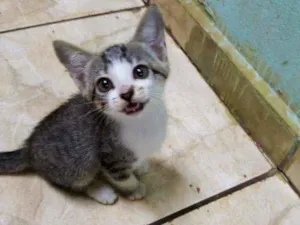 Gato raça Vira-lata idade 2 a 6 meses nome Apolo , Nhycal , Syl