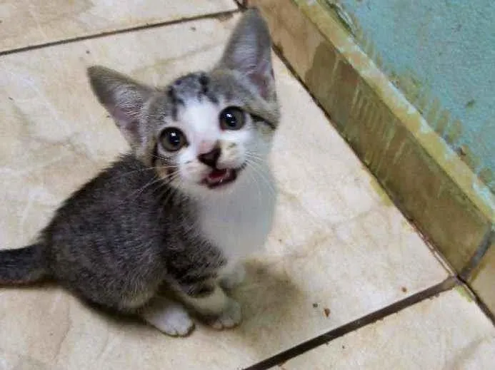 Gato ra a Vira-lata idade 2 a 6 meses nome Apolo , Nhycal , Syl