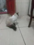 Não tem