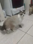 Não tem