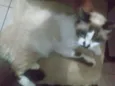 Não tem