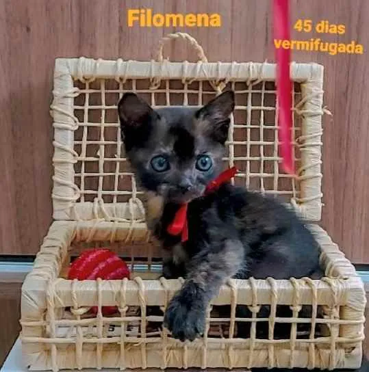 Filhotes para Adoção