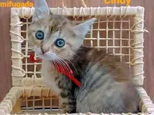 Gato raça Sem raça definida  idade Abaixo de 2 meses nome Filhotes para Adoção