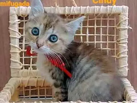 Gato raça Sem raça definida  idade Abaixo de 2 meses nome Filhotes para Adoção