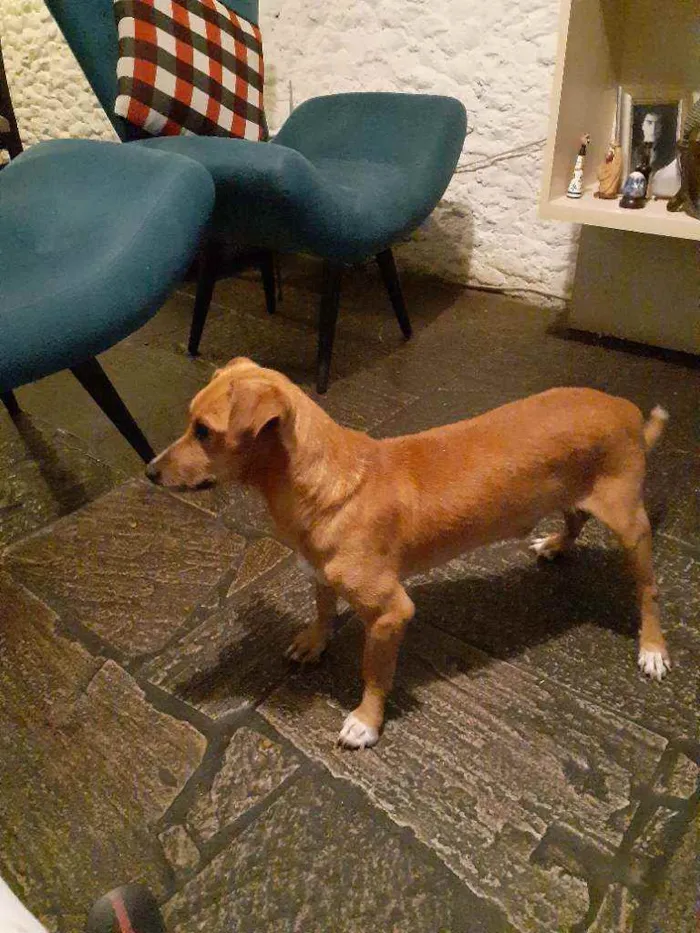 Cachorro ra a mix de basset idade 2 anos nome Cenoura