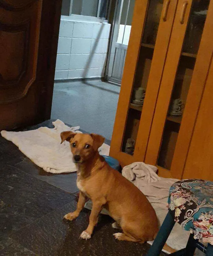 Cachorro ra a mix de basset idade 2 anos nome Cenoura