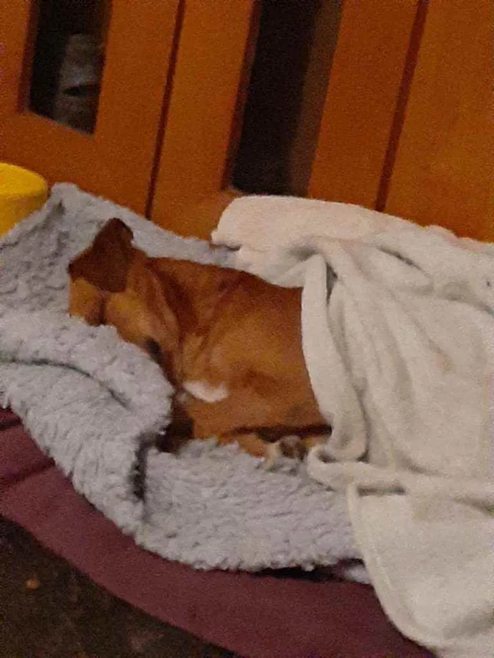 Cachorro ra a mix de basset idade 2 anos nome Cenoura