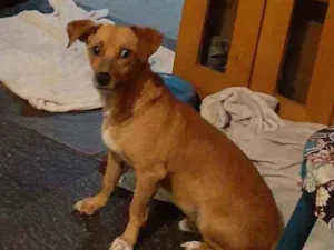 Cachorro raça mix de basset idade 2 anos nome Cenoura