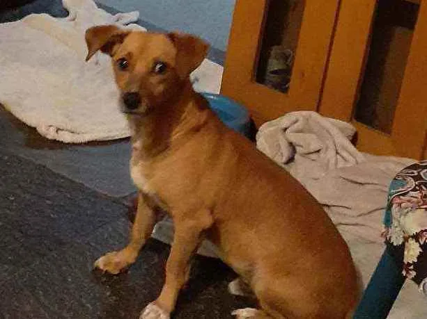 Cachorro ra a mix de basset idade 2 anos nome Cenoura