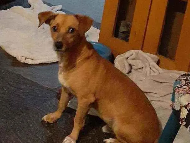 Cachorro ra a mix de basset idade 2 anos nome Cenoura