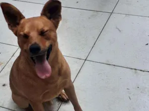 Cachorro raça srd idade 1 ano nome Toddy