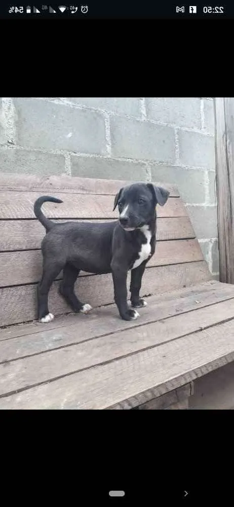 Cachorro ra a Sem raça definida idade Abaixo de 2 meses nome Lilica