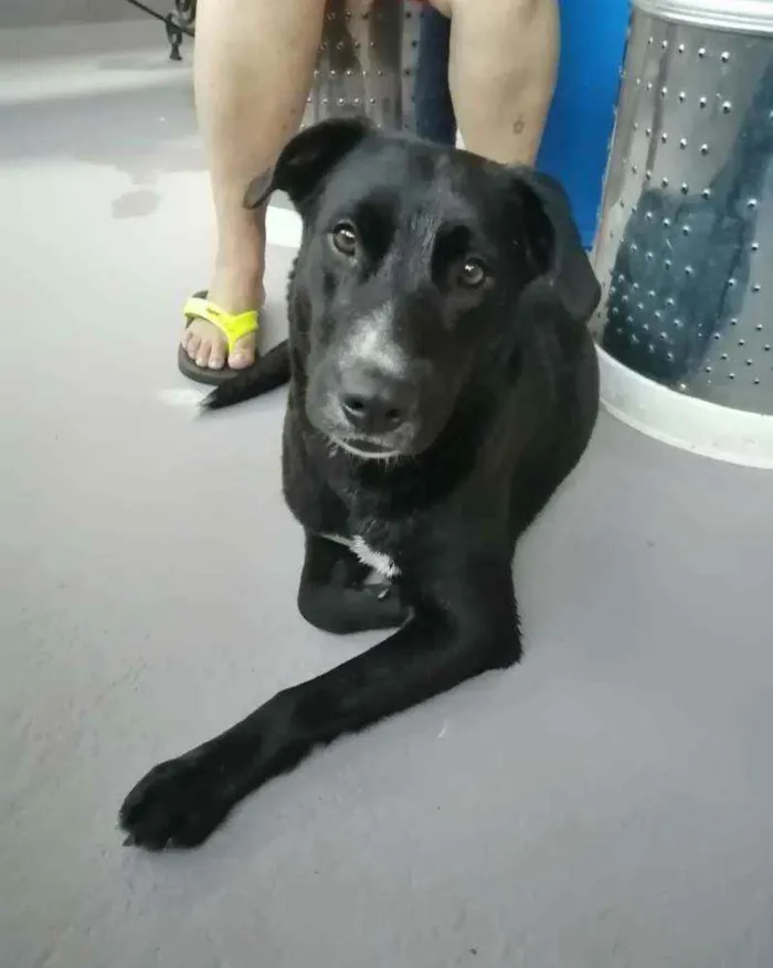 Cachorro ra a SRD idade 1 ano nome Bonita