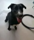 Bonita