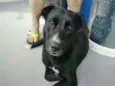 Bonita