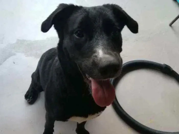 Cachorro ra a SRD idade 1 ano nome Bonita