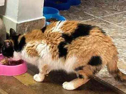 Gato ra a Tres cores idade 5 anos nome Lana