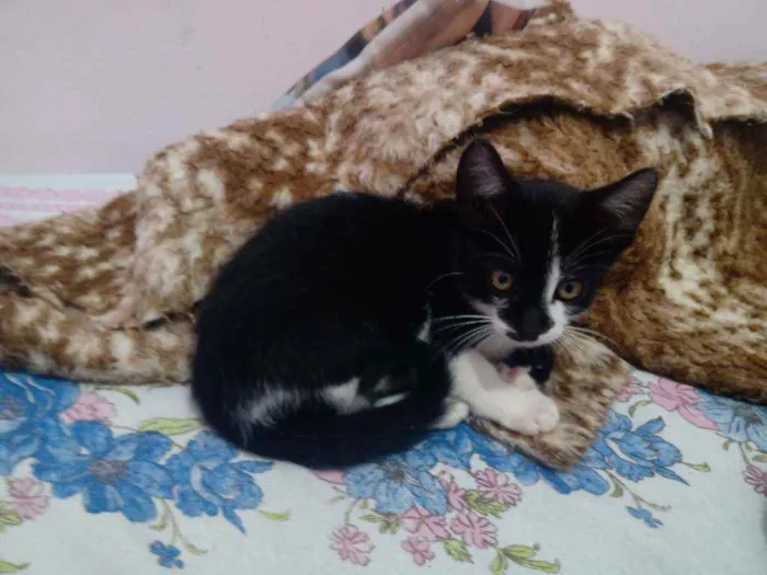 Gato ra a Não definida idade 2 a 6 meses nome Melvin panda e Oreo