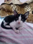 Melvin panda e Oreo