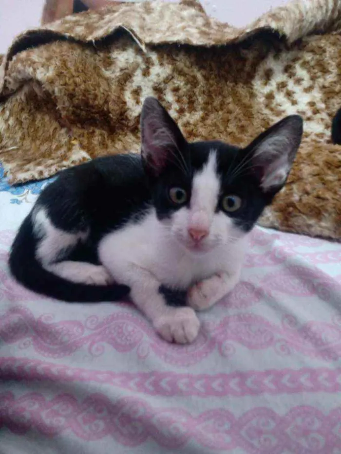 Gato ra a Não definida idade 2 a 6 meses nome Melvin panda e Oreo