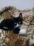 Melvin panda e Oreo
