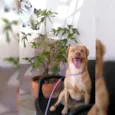 Mel