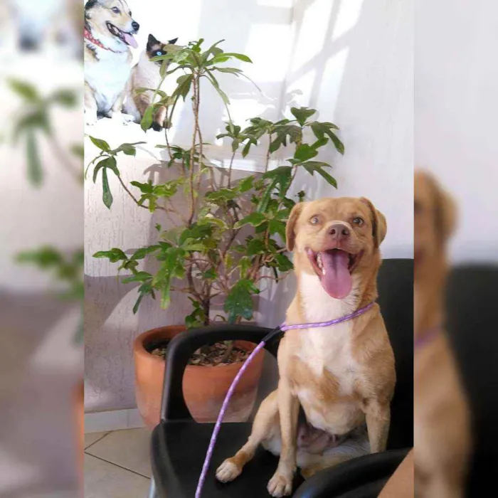 Cachorro ra a Não definida idade 1 ano nome Mel