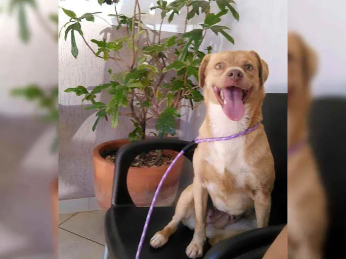 Cachorro ra a Não definida idade 1 ano nome Mel