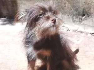 Cachorro raça Yorkshire com.vira lata idade 2 a 6 meses nome Belinha