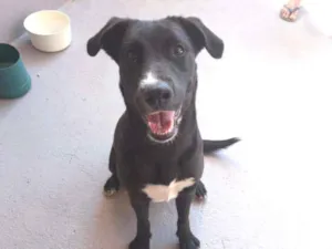 Cachorro raça SRD idade 1 ano nome Bonita