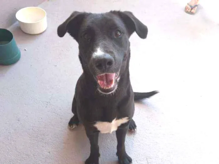 Cachorro ra a SRD idade 1 ano nome Bonita