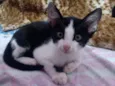 Melvin panda e Oreo