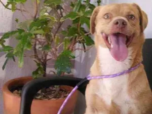 Cachorro raça Não definida idade 1 ano nome Mel