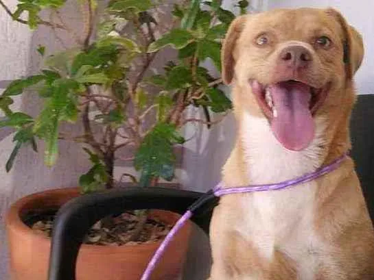 Cachorro ra a Não definida idade 1 ano nome Mel