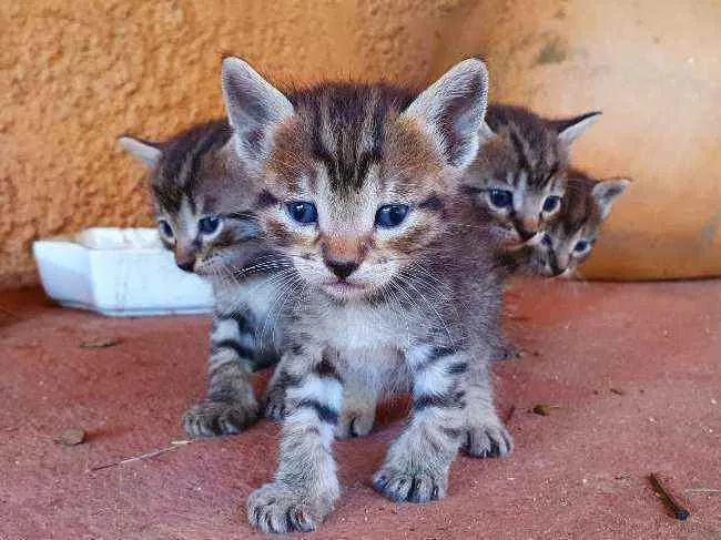 Gato ra a Sem raça  idade Abaixo de 2 meses nome Família Ton