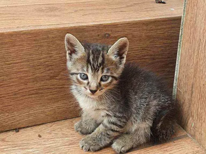 Gato ra a Sem raça  idade Abaixo de 2 meses nome Família Ton