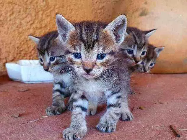 Gato ra a Sem raça  idade Abaixo de 2 meses nome Família Ton