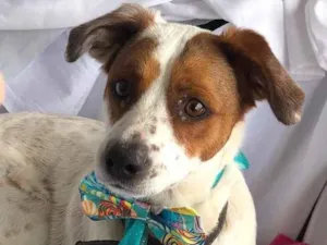 Cachorro raça SRD  idade 1 ano nome Bily