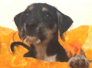 Cachorro raça SRD idade 2 a 6 meses nome Sem Nome