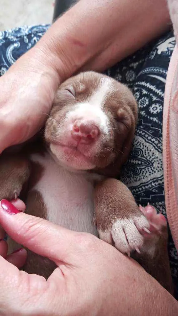 Cachorro ra a Mestiço idade Abaixo de 2 meses nome Fominha