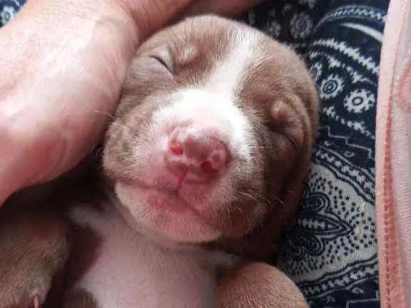 Cachorro ra a Mestiço idade Abaixo de 2 meses nome Fominha