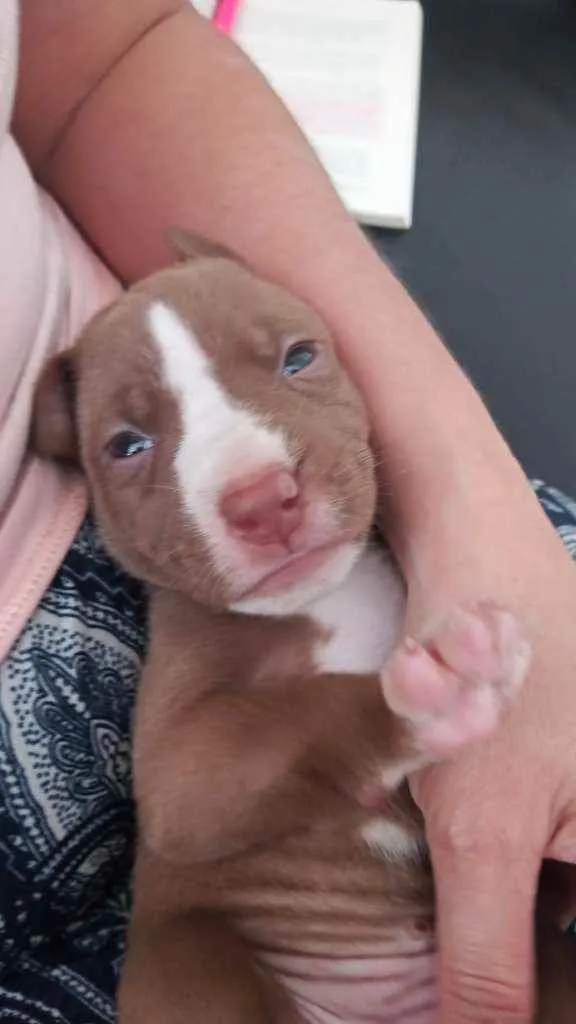 Cachorro ra a Mestiço idade Abaixo de 2 meses nome Animada