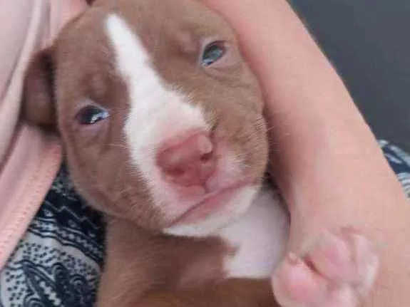 Cachorro ra a Mestiço idade Abaixo de 2 meses nome Animada
