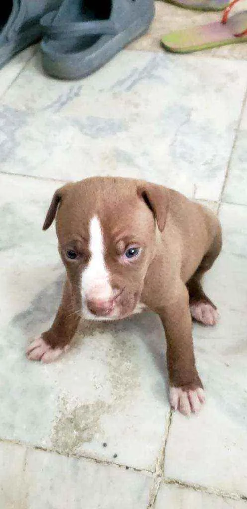 Cachorro ra a Mestiço idade Abaixo de 2 meses nome Animada