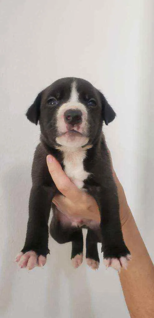 Cachorro ra a Mestiço idade Abaixo de 2 meses nome Grandão
