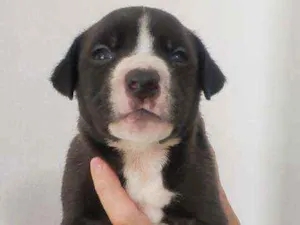 Cachorro raça Mestiço idade Abaixo de 2 meses nome Grandão